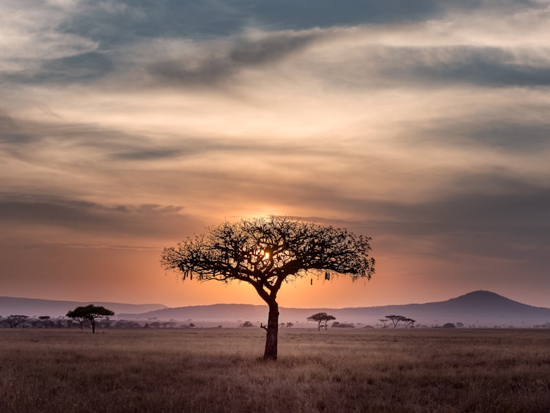 Kilimanjaro