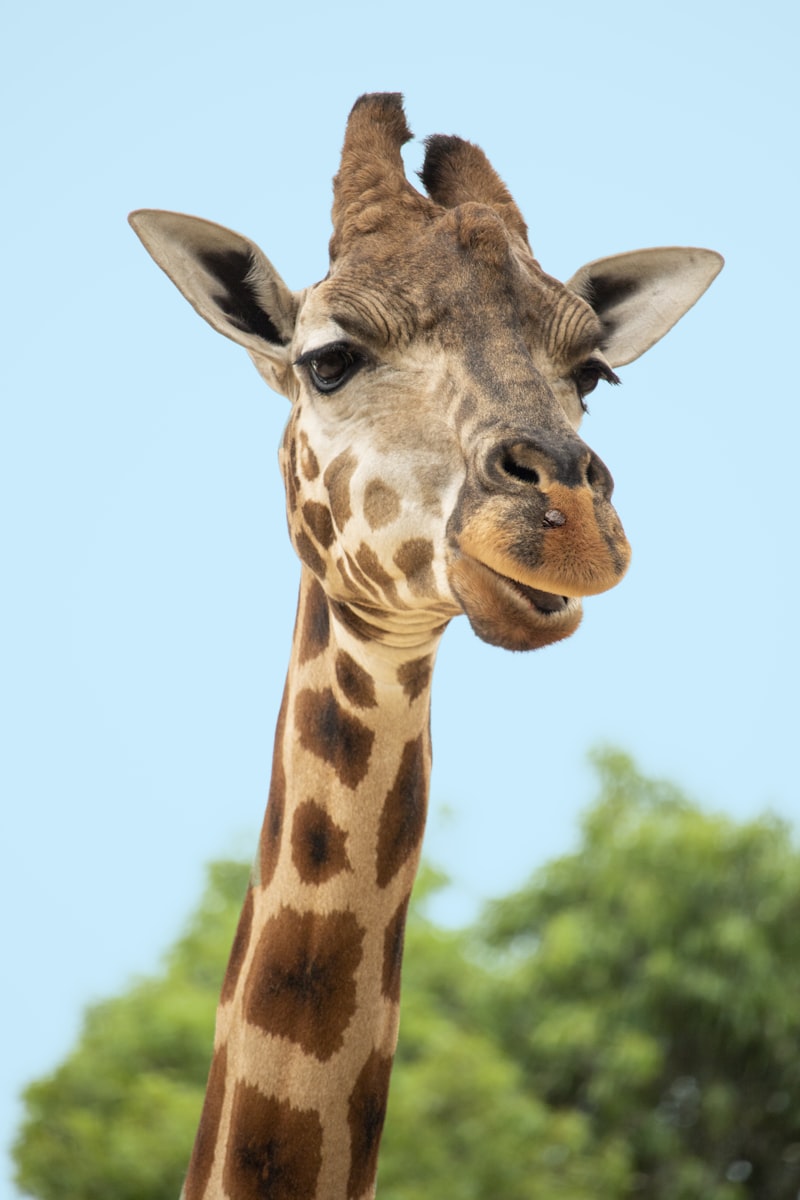 Serengeti